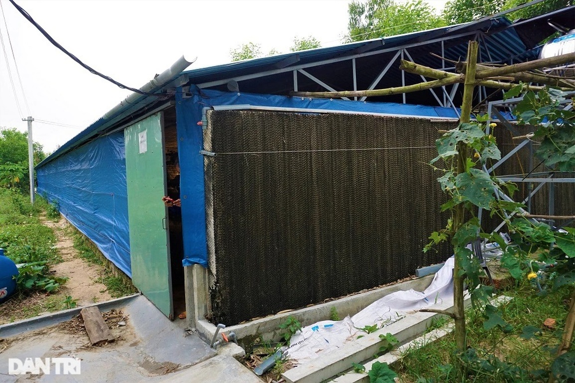 Nữ thạc sĩ rời TPHCM về quê nuôi giống gà đen xì, nhặt trứng mỏi tay - 5 Nữ thạc sĩ rời TPHCM về quê nuôi giống gà đen xì, nhặt trứng mỏi tay - 5