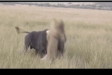 Cận cảnh trâu rừng châu Phi húc bay sư tử để thoát thân