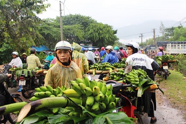 Nhộn nhịp chợ chuối Tết hơn 30 năm lớn nhất Nam Trung Bộ