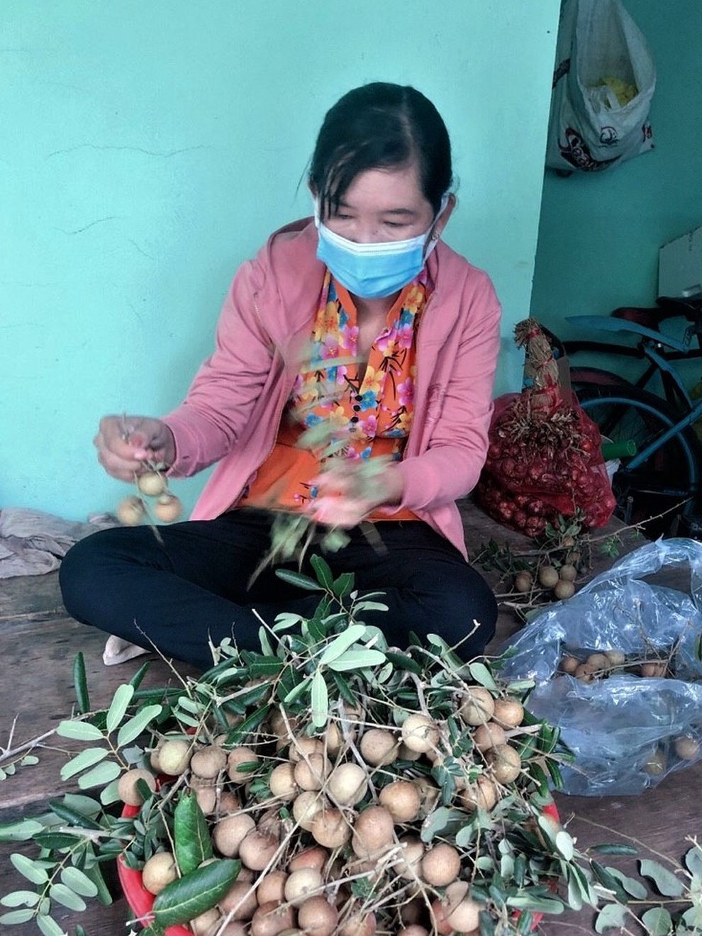 Sóc Trăng: Nhãn trái to, dày cơm, xuống giá vẫn khó bán vì dịch Covid-19 - 2 Sóc Trăng: Nhãn trái to, dày cơm, xuống giá vẫn khó bán vì dịch Covid-19 - 2