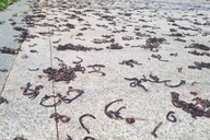 Hàng nghìn con giun đất bò lên vỉa hè khu đô thị