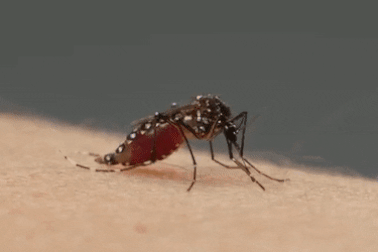 Muỗi là nguyên nhân chính khiến các loài động vật bị nhiễm vi nhựa?