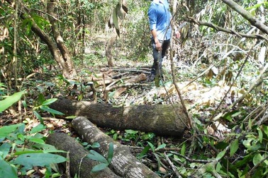 Bình Định: Rừng phòng hộ bị băm vằm, kiểm lâm ở đâu?