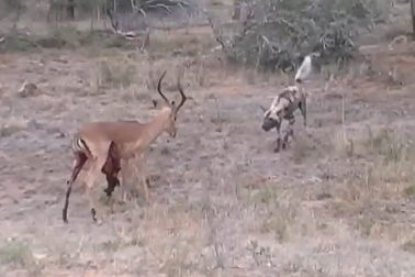 Bị cắn lòi ruột ra ngoài, linh dương vẫn chống cự đến cùng để giữ mạng sống