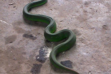 Thêm nhiều ca nhập viện do rắn lục đuôi đỏ cắn