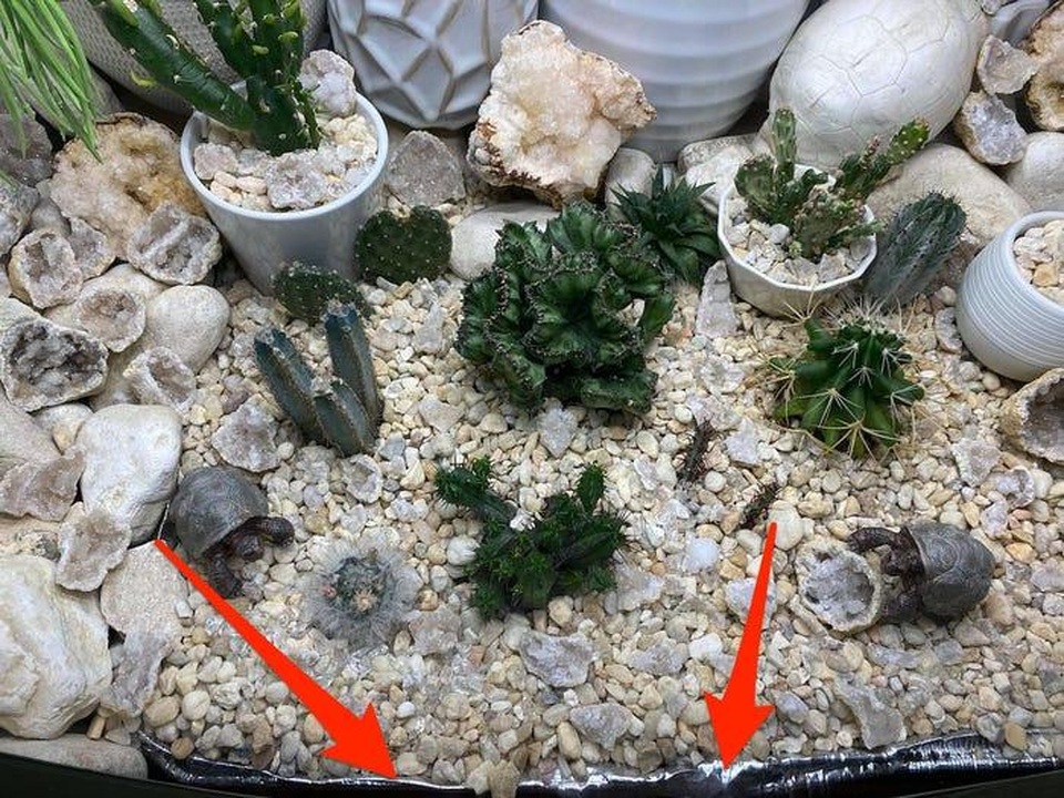 Cô gái biến tivi cũ kỹ thành khu vườn xương rồng độc đáo - 3