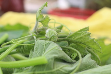 Cặp vợ chồng 20 năm giữa "đảo hoang", mỗi ngày 2 tạ rau bí bán khắp Hà Nội