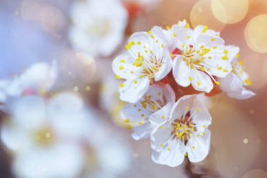 Mình ăn tết, hay tết ăn mình?