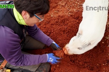 Huấn luyện lợn tìm loại nấm… giá đắt đỏ 160 triệu đồng/kg