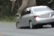 Nổi bật tuần qua: Hy hữu voi rừng chặn xe ô tô để gãi ngứa