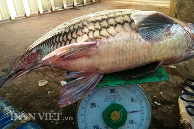 Ly kỳ chiến thuật săn "thủy quái" của "sát thủ" cá bên dòng Sê San