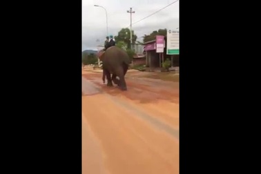 Đi học bằng voi