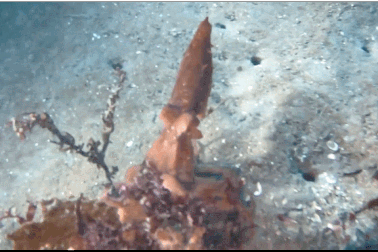 Xem “bậc thầy ngụy trang” dưới đáy đại dương trổ tài