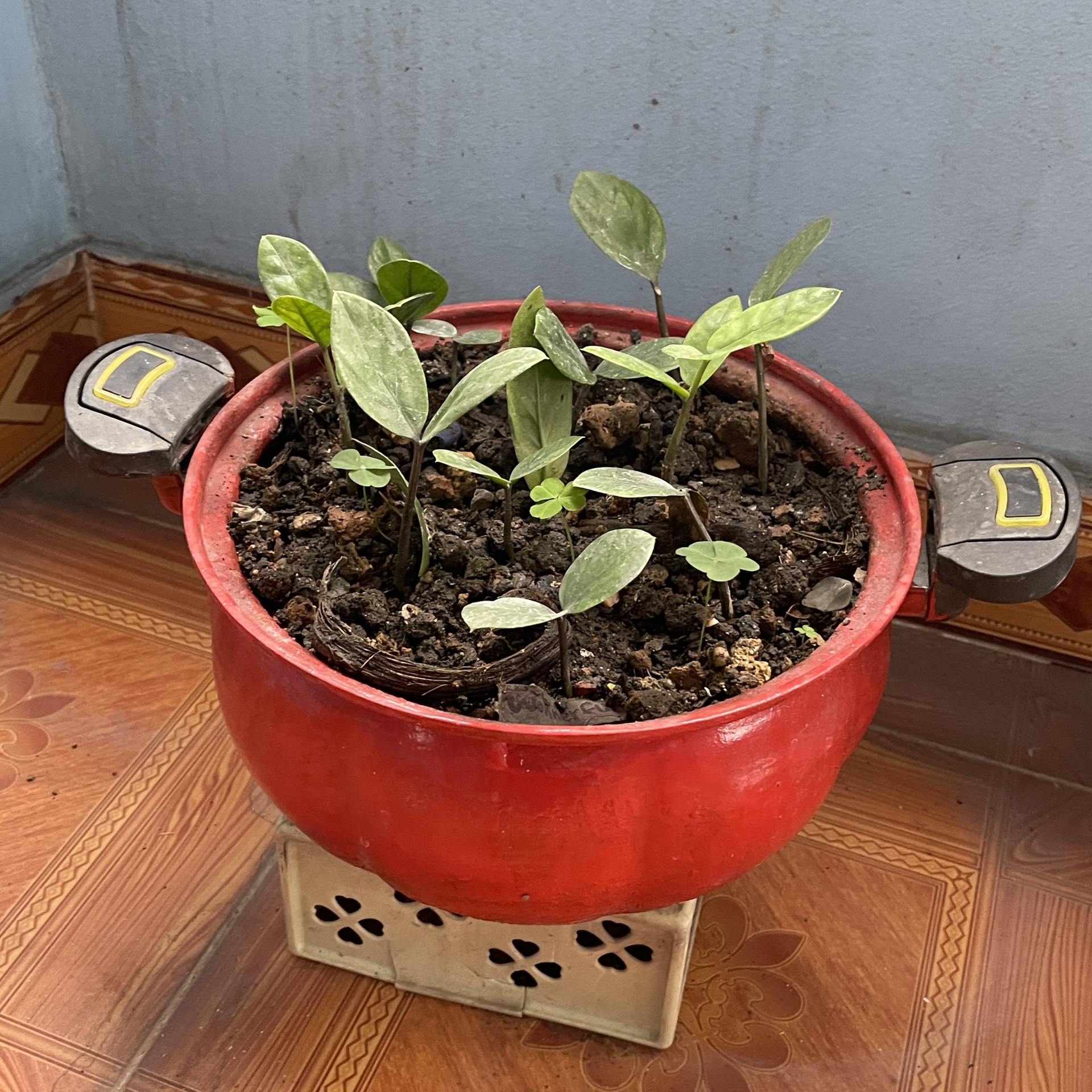 Cụ ông gây sốt khi hô biến lò vi sóng thành bếp than, tivi hóa chậu cây - 14 Cụ ông gây sốt khi hô biến lò vi sóng thành bếp than, tivi hóa chậu cây - 14