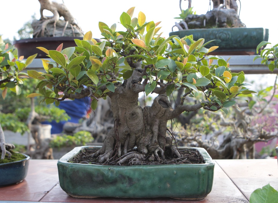 Mãn nhãn với những chậu bonsai mini giá hàng chục triệu đồng - 3 Mãn nhãn với những chậu bonsai mini giá hàng chục triệu đồng - 3
