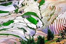 Ngắm ruộng bậc thang trong mùa tuyệt đẹp