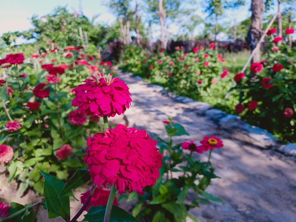 Ông bố gà trống nuôi con làm mảnh vườn gần 4.000m2 ở Bình Thuận - 2