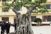 Sửng sốt trước vẻ đẹp hiếm có của cây sanh "ngai vàng"