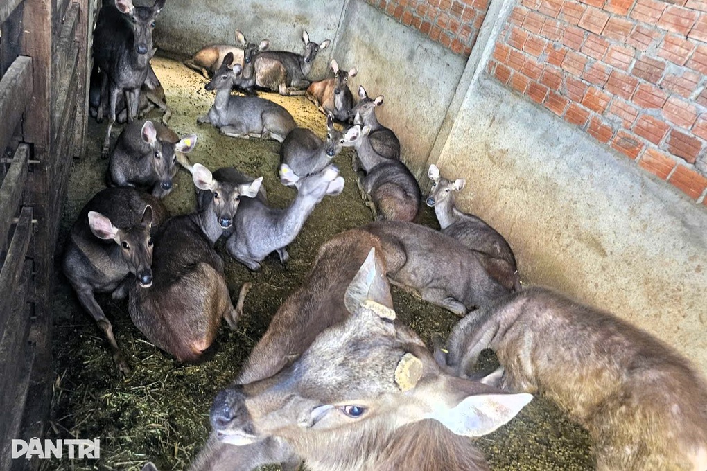 Chàng trai trẻ sở hữu đàn nai thu nhập cả tỷ đồng mỗi năm - 1