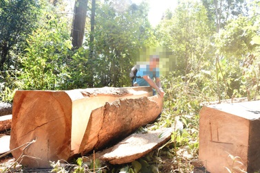 Vụ phá rừng cận tết: Cuộc chiến giữ rừng cuối năm