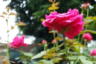 Bạn của chồng liên tục đến nhậu, vợ bê ra mâm cơm toàn rau và đậu