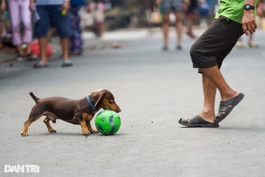 Hình ảnh "bình thường mới" ngộ nghĩnh trong khu phong tỏa ở TPHCM