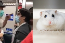 Tranh cãi nảy lửa trên tàu giành chỗ ngồi... cho chuột