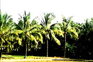 Lụi tàn những vườn dừa Bình Định