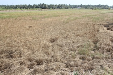 Ruộng đồng nứt nẻ, lúa cháy khô vì hạn, mặn