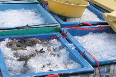 Khó xử lý triệt để tôm tạp chất