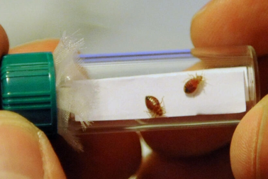 Pháp sẽ họp bàn giải pháp ứng phó nạn rệp hoành hành