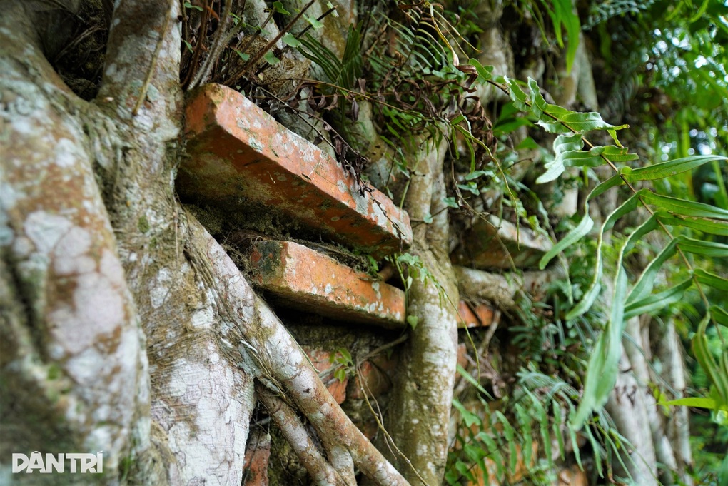 Độc đáo cây bồ đề cổ thụ ôm trọn tháp am ở ngôi đền hơn 300 tuổi - 10 Độc đáo cây bồ đề cổ thụ ôm trọn tháp am ở ngôi đền hơn 300 tuổi - 10