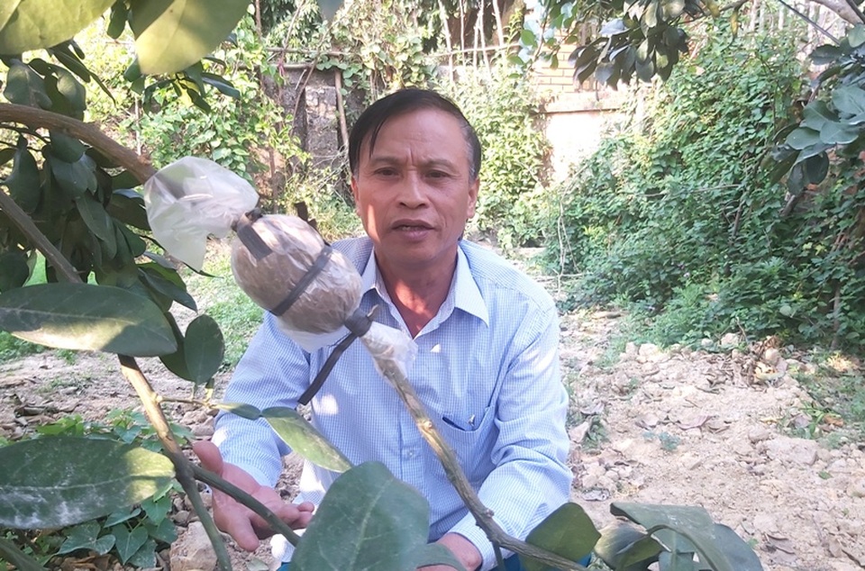 Vùng rốn bưởi tiến vua đắt khách dịp cận Tết - 5 Vùng rốn bưởi tiến vua đắt khách dịp cận Tết - 5