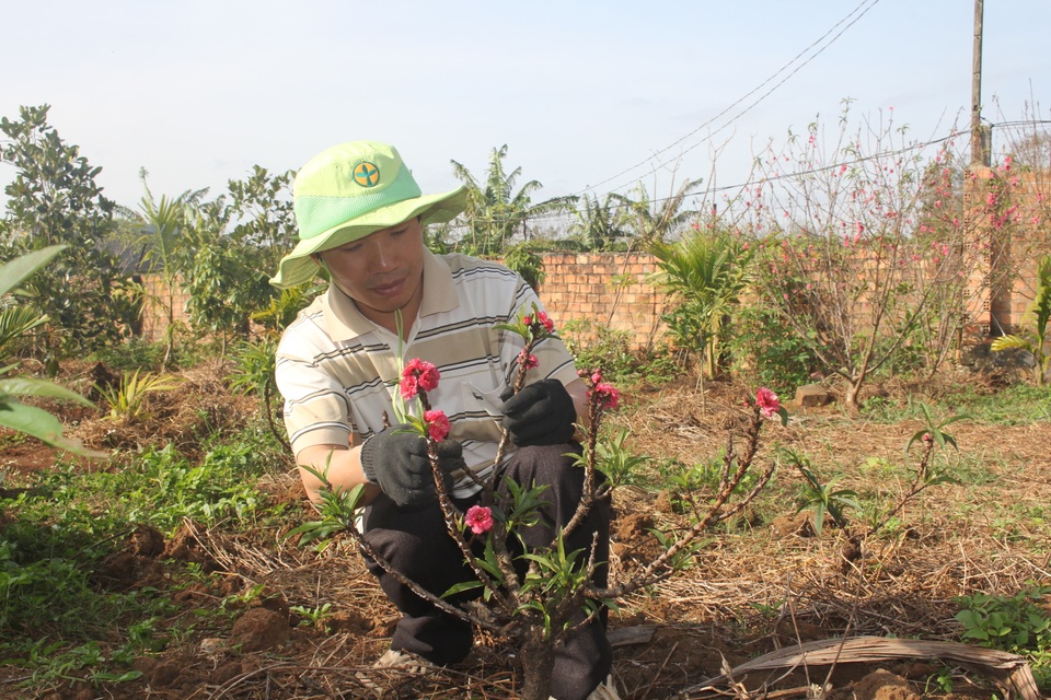 Về vùng đất đỏ banzan xem chàng trai gốc Bắc thổi hồn vào trăm gốc đào - 5 Về vùng đất đỏ banzan xem chàng trai gốc Bắc thổi hồn vào trăm gốc đào - 5