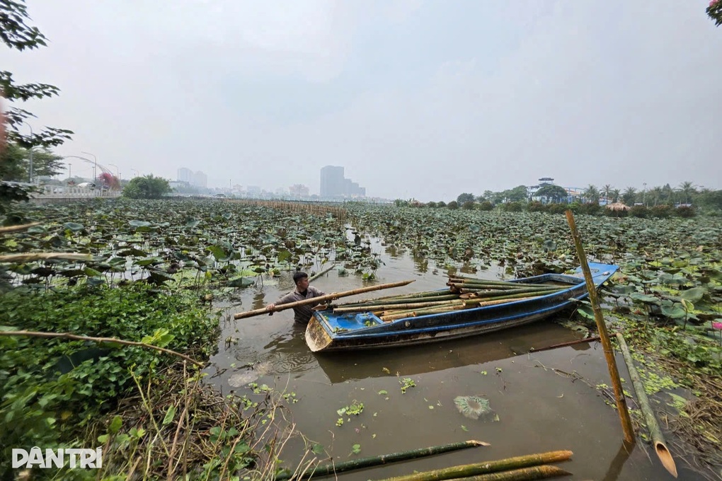 Hà Nội: Công nhân đầm mình dưới hồ sen làm dự án hồi sinh sông Tô Lịch - 1 Hà Nội: Công nhân đầm mình dưới hồ sen làm dự án hồi sinh sông Tô Lịch - 1