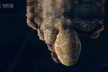 Hình ảnh cực hiếm của bạch tuộc khi… nằm mơ