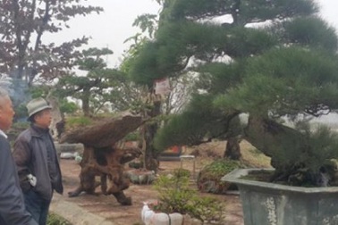 Chiêm ngưỡng phi lao kiểng cổ dáng siêu phong, giá nửa tỷ đồng