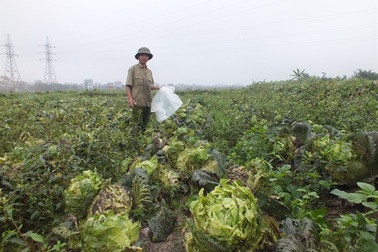 Giá nông sản từ đồng tới chợ: Mắt xích nào cũng hỏng 