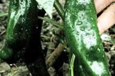 Trái ớt to như bắp ngô