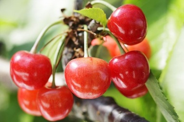 Lý do thực sự khiến trái cây Nhật Bản có giá "trên trời"