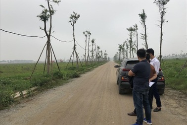 Cứ sốt đất, sinh viên lại bỏ học đi làm... "cò"