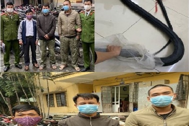 Dùng ô tô vận chuyển rắn hổ mang chúa gần 10kg