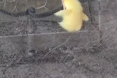 Vịt con và màn leo hàng rào để tẩu thoát đầy siêu hạng