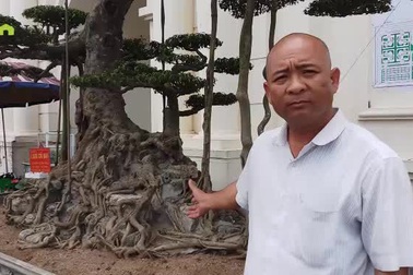 Siêu cây 15 tỷ dáng "Long cổ đại" không bán của đại gia Hải Dương