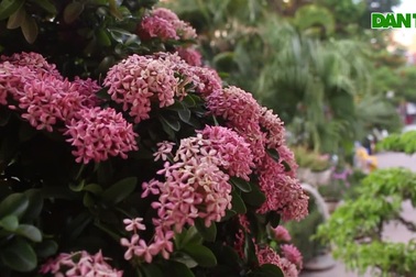 Mãn nhãn với cây hoa trang đột biến sắc hồng giá gần nửa tỷ