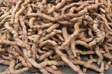 'Chiến binh' đổ gục vì thần dược ba kích