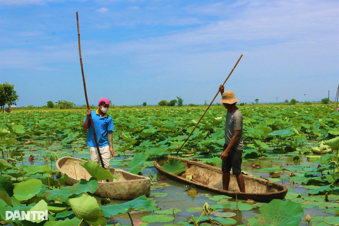 Thiếu nữ Ba Na check-in cánh đồng sen tỏa hương trên cao nguyên - 2 Thiếu nữ Ba Na check-in cánh đồng sen tỏa hương trên cao nguyên - 2