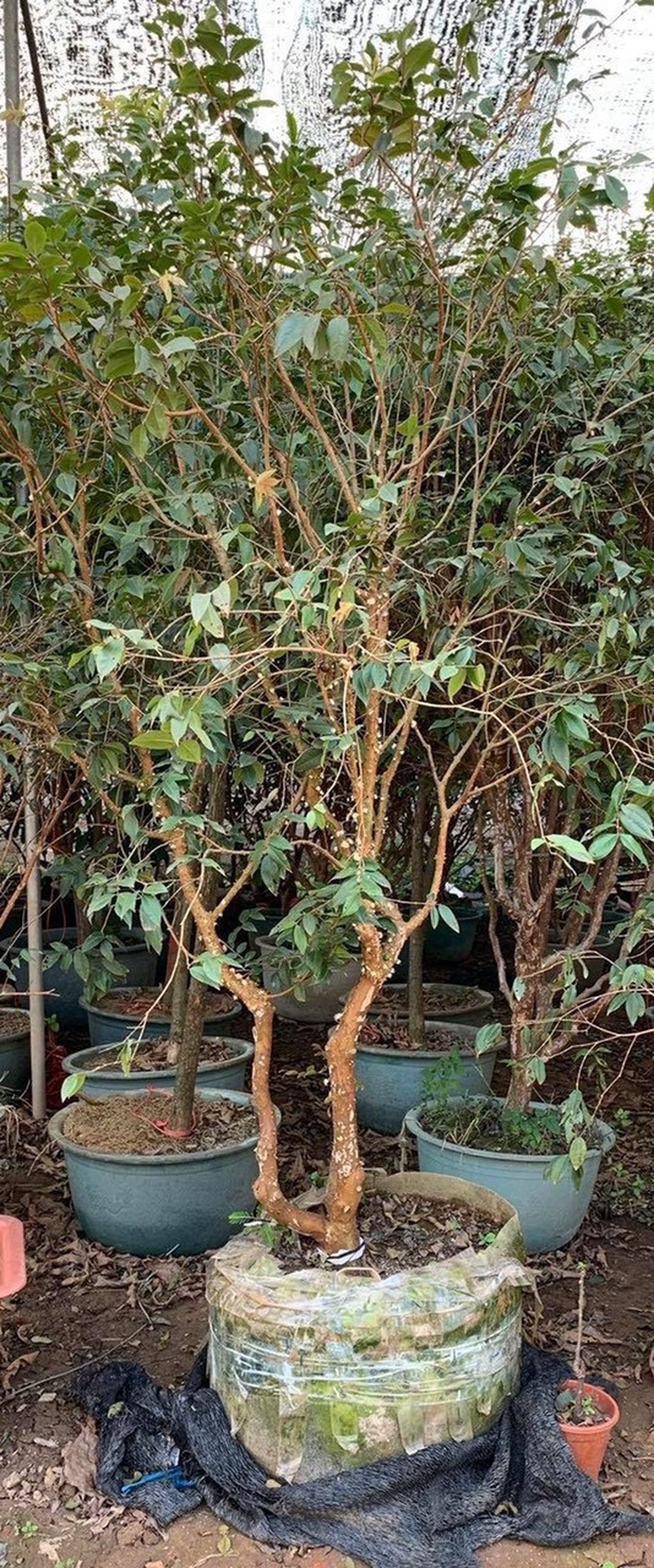 Cú lừa nho thân gỗ: Bán nhành củi khô, thu hàng chục triệu đồng mỗi tháng - 4 Cú lừa nho thân gỗ: Bán nhành củi khô, thu hàng chục triệu đồng mỗi tháng - 4