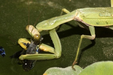 Các nhà khoa học phát hiện ra loài bọ ngựa săn cá