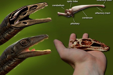 Tái tạo thành công bộ não của một trong những loài khủng long già nhất